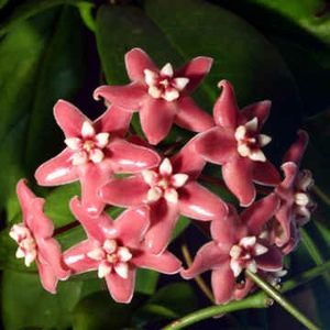 HOYA SUBCALVA