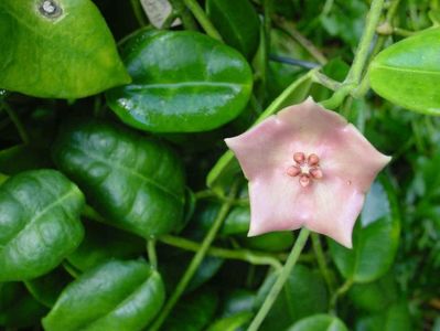 HOYA SUSSUELA 'LOCKERBIE SCRUB'