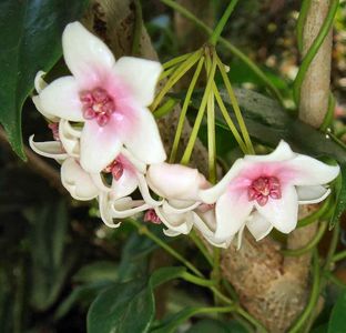 HOYA TANNAENSIS from the volcanic Tanna Island