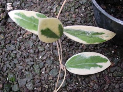 Hoya varacuta