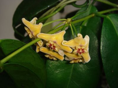 HOYA VITIENSIS var FIJI YELLOW