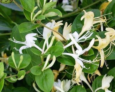 caprifoi_mana_maicii_domnului_lonicera_caprifolium_amenajare_spatii_verzi_3