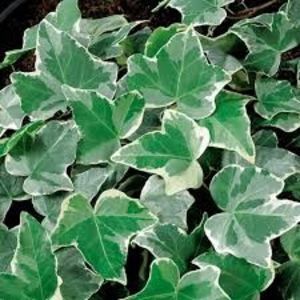 Iedera Helix Glacier Ivy