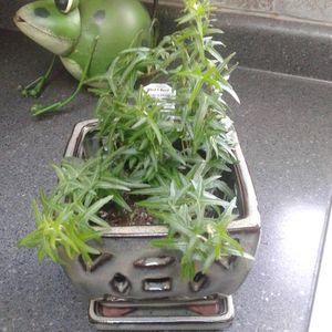 Hedera Helix Sagittifolia  ivy