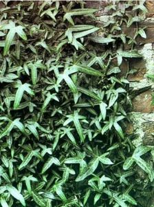 hedera-helix-sagittifolia-
