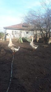 received_582618838981839