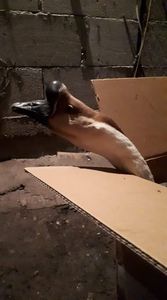 received_470694610303934