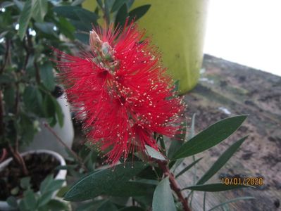 Floare calistemon roșu