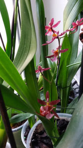 oncidium "katrin zoch mieke"