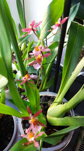 oncidium katrin zoch mieke