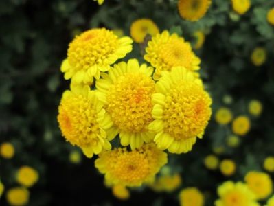 crizantema-galbena-in-buchet