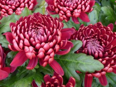 crizantema-parc-rosu-inchis-800