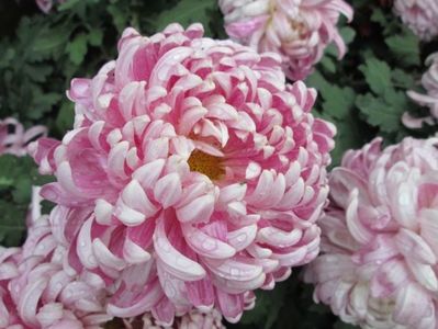 crizantema-parc-violet-800