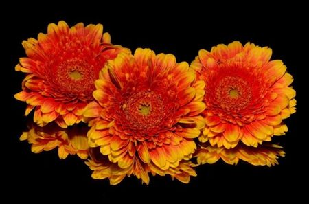 trei-flori-portocalii-800