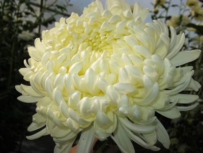 Crizantema-3