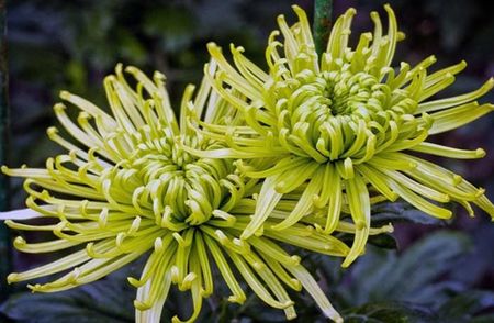 Crizantema-9; Champagne Strophes
