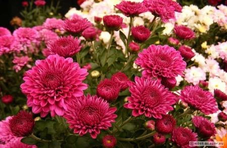 Crizantema 15- Talisman