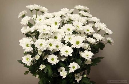 Crizantema -21; Spray Chrysanthemum
Acest tip de crizanteme de gradina are pana la 650 soiuri. Pălăria lor multiplă colorată este adesea folosită în designul grădinii pentru a evidenția zonele tematice individuale și
