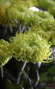 samiekrasiviexrizantemivmiresortafotoobo_0B268E4E; Aceasta este una dintre cele mai decorative și atrăgătoare soiuri de crizanteme. Forma sferică și culoarea verde neobișnuită a florilor ia dat faima favorită a designerilor de peisaj și a florarilor. 
