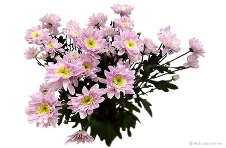 samiekrasiviexrizantemivmiresortafotoobo_86148186; Arborii acestui soi ating o înălțime de 1,7 m. Petalele largi și miezul verde strălucitor sunt principalele lor diferențe. Culoarea florii poate fi foarte diferită: de la nuanțe de roz și lămâie la li
