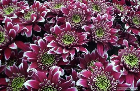 samiekrasiviexrizantemivmiresortafotoobo_FE53EB57; Acest soi cucerește culorile originale și forma petalelor. Florile Saba au petale roșii ascuțite, cu o margine albă în jurul marginii și un miez galben-verde.
