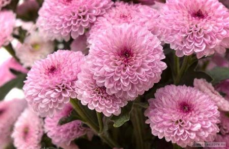 Spray sau Multiflora; Această varietate de crizanteme sferice este la vârful popularității printre grădinari și designeri de grădină. Tufișurile frumoase sunt de formă în sine și nu trebuie să fie tăiate. Ele încep să înfl
