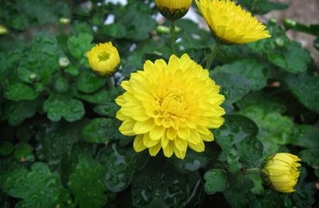 Crizantema indiană; Aceasta este una dintre primele soiuri, care a fost creată special pentru creșterea în casă - pe balcoane și pervazuri. Frunzele dințate și florile galbene mici, cu un miez galben strălucitor, îi conf
