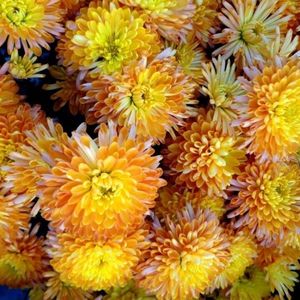 Crizantema tricolora