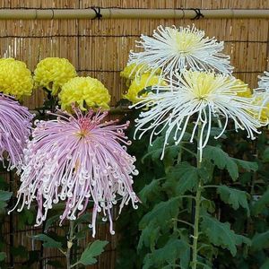 Tipuri de Crizanteme