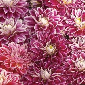 Crizantema Multiflora; Acest tip de crizanteme are o formă sferică de tufiș.

Infloreste abundent.

Schema de culori a florilor este extinsă: alb, galben, portocaliu, roz, prune, roșu.
Florile sunt mici.
Culoarea permite în
