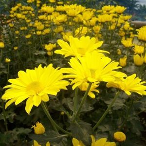 Altyn Ay; Planta are o înălțime de 50-57 centimetri și o lățime de 47 de centimetri.

Frunzele au o nuanță verde închis.

Florile sunt duble, diametre de până la opt centimetri, galben în culoare. Parfumată.
Ac
