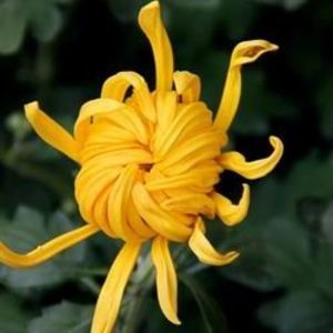 6db-Chrysanthemum_flower0-702x605