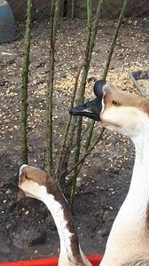 VideoCapture_20200111-181644