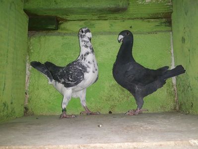 Vanduti