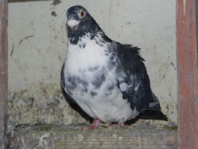 M 30 lei