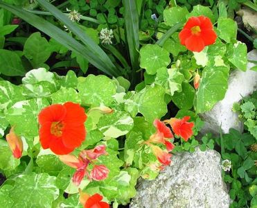 Tropaeolum majus Alaska Scarlet-6 seminte-5 lei