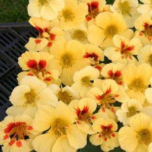 Tropaeolum majus Banana Cream-6 seminte-5 lei