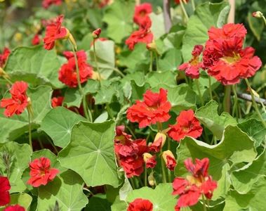 Tropaeolum majus Cherrelle-6 seminte-5 lei