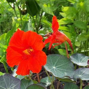 Tropaeolum majus Empress of India-6 seminte-5 lei