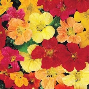 Tropaeolum majus Gleam Hybrids Mix-6 seminte-5 lei