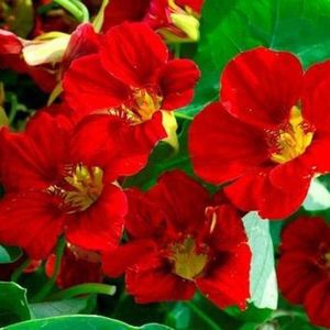 Tropaeolum majus Gleam Scarlet-6 seminte-5 lei