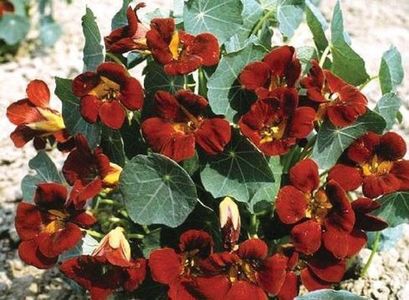 Tropaeolum majus King Theodore-6 seminte-5 lei