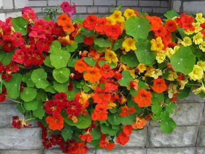 Tropaeolum majus Out of Africa Mix-6 seminte-5 lei