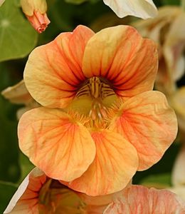 Tropaeolum majus Peach Melba-6 seminte-5 lei