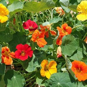 Tropaeolum majus Whirlybird Mix-6 seminte-5 lei