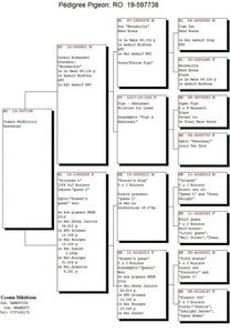 PEDIGREE RO 597738 - 19 M; PEDIGREE RO 597738 - 19 M Kees Bosua (&#039;Kerkduifje&#039; - 1. Asduif Midfond) x consangvin &#039;Queen L&#039; 1. nat. La Souterraine (Roziers)
