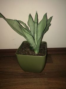 Sansevieria moonshine