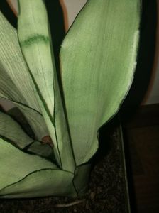 Sansevieria moonshine
