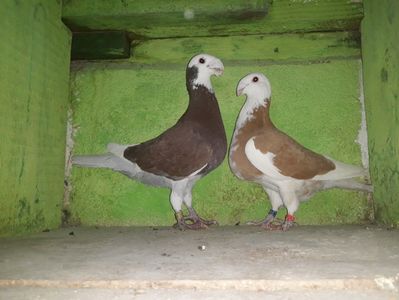 Vanduti
