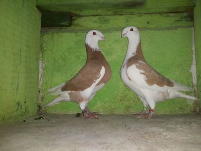 Vanduti